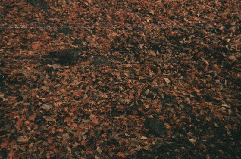 Film GIF R1-00940-0015-v2